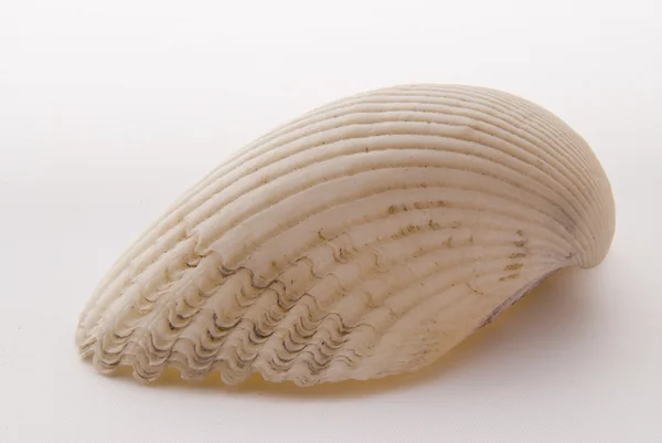 Seashell — Stock Photo, Image