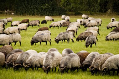 Luneburg heath, Almanya