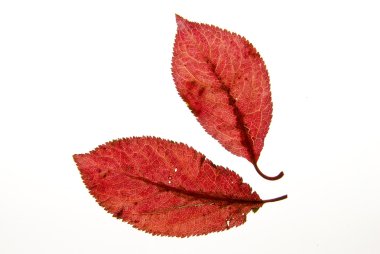 Sonbahar
