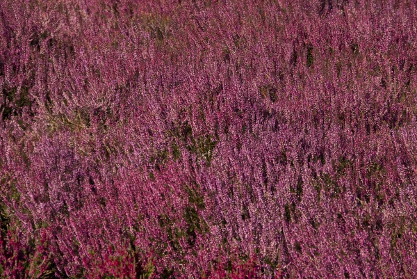 Luneburg Heath, Germany — Stock Photo, Image