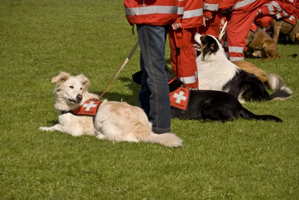 Rescue Dog — Stock Photo, Image