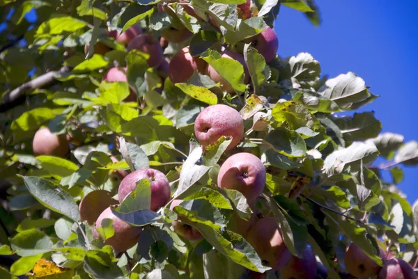 Apples — Stock Photo, Image