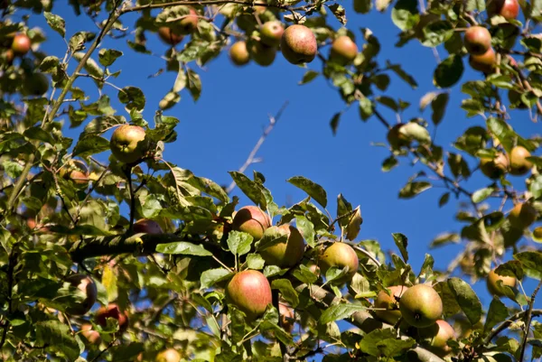 Äpfel — Stockfoto