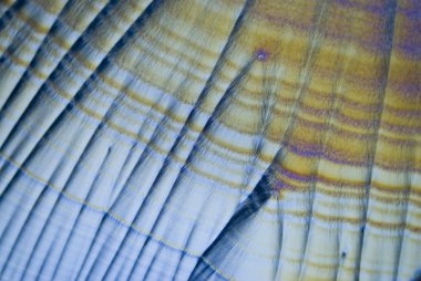 askorbik asit microcrystals