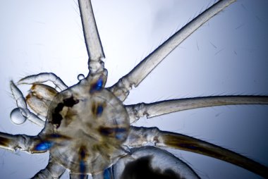 microphoto bir örümcek