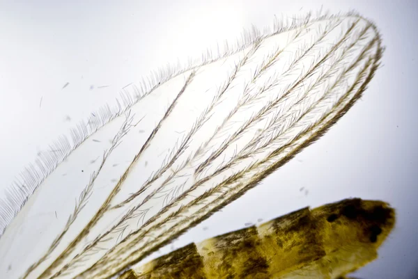 Wing of a Mosquito — Stock Photo, Image