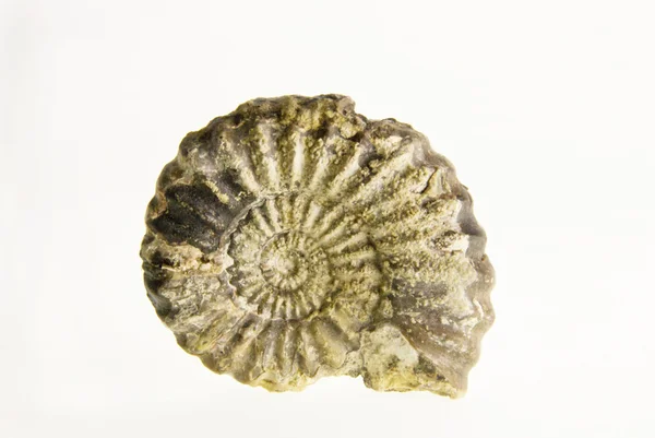 Fossil — Stock Photo, Image