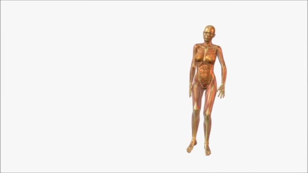 anatomie
