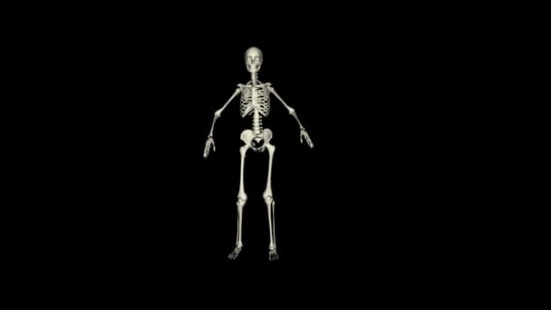 Esqueleto posante — Vídeo de Stock