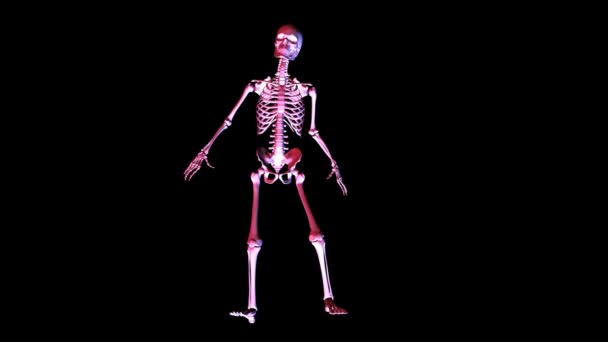 Poseren skelet — Stockvideo