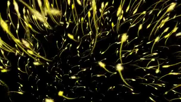 旋流蝌蚪 — 图库视频影像