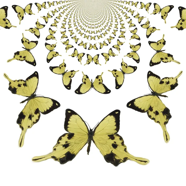 Sürekli değişen kelebekler illüstrasyon — Stok fotoğraf