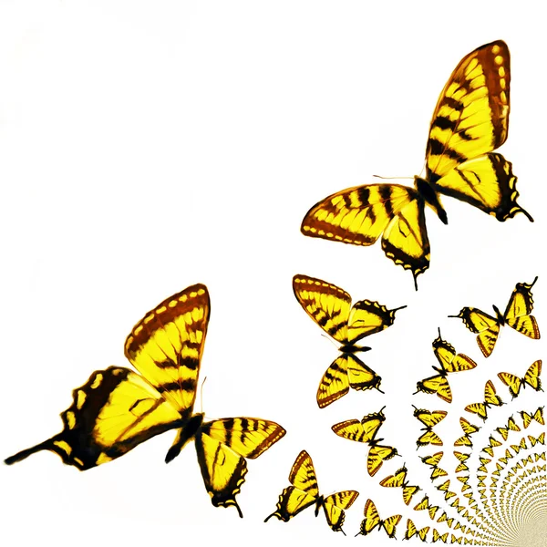 万華鏡のような蝶の図 — ストック写真