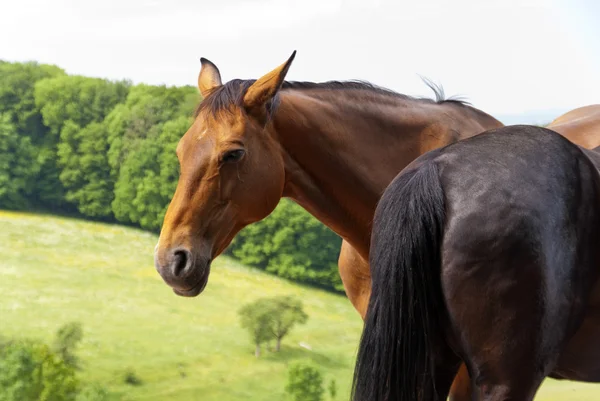 Pferde auf einer Weide — Stockfoto
