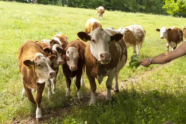Kühe auf einer Weide — Stockfoto