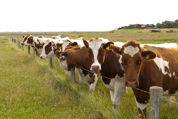 Vaches sur un pâturage — Photo