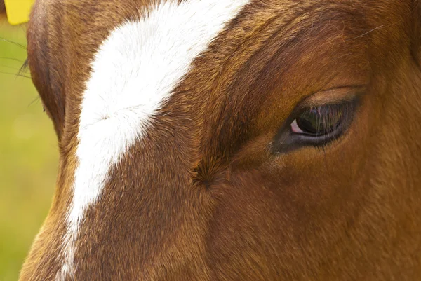 Kühe auf einer Weide — Stockfoto