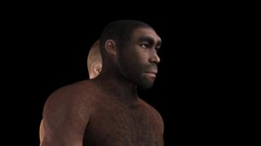 Homo erectus animasyon