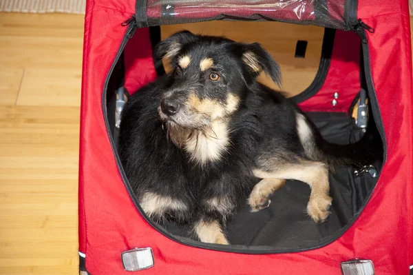 Perro joven en una caja — Foto de Stock