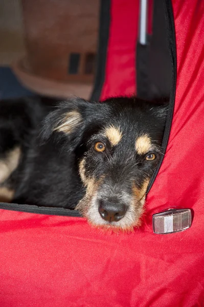 Young Dog in a Box — Stock Photo, Image
