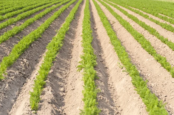 Paisagem agrícola na Alemanha — Fotografia de Stock