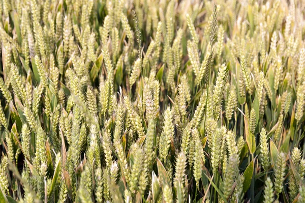 Detail van een cornfield — Stockfoto