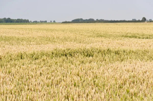 Agrarlandschaft in Deutschland — Stockfoto