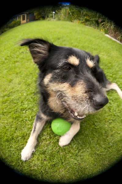 Cão jovem com um brinquedo — Fotografia de Stock