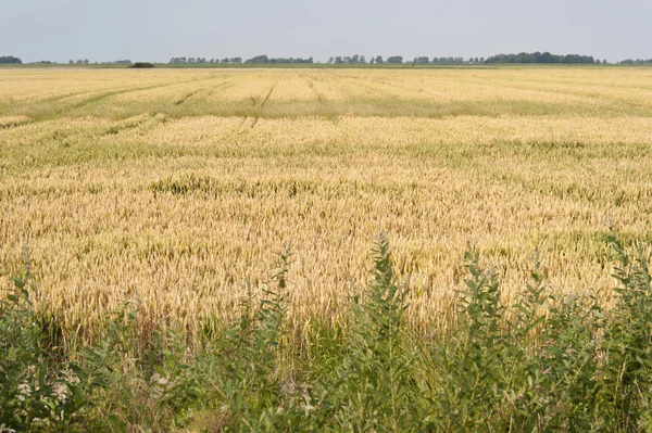 Paysage agricole en Allemagne — Photo