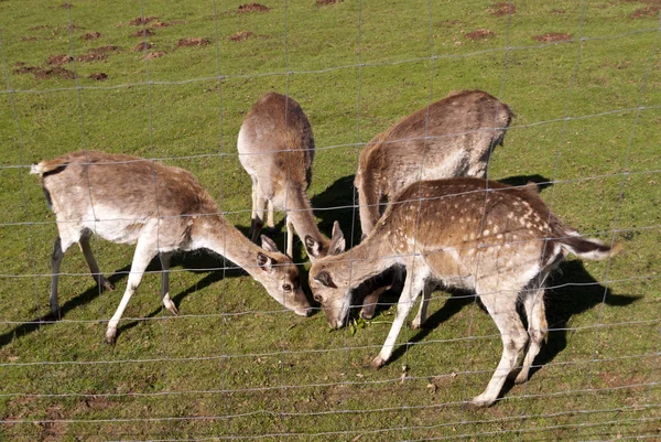 Reh auf einer Wiese — Stockfoto