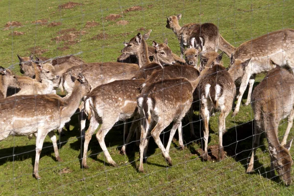 Reh auf einer Wiese — Stockfoto