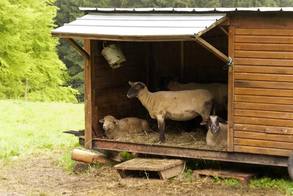 Πρόβατα καταφύγιο — Φωτογραφία Αρχείου