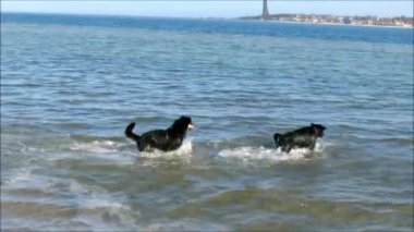 Kumsaldaki köpekler.