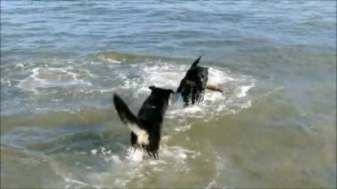 Kumsaldaki köpekler.