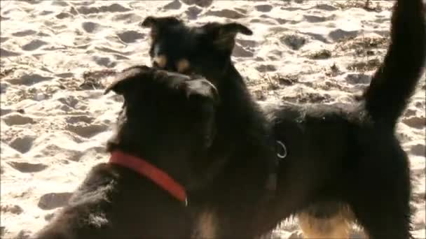 Honden op het strand — Stockvideo