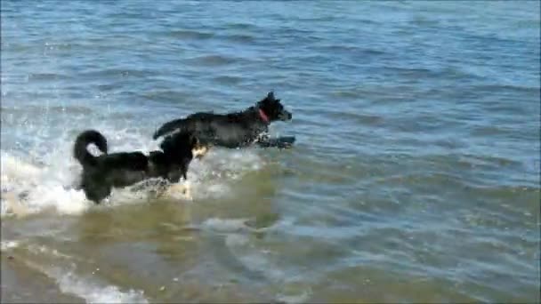 Hundar på stranden — Stockvideo