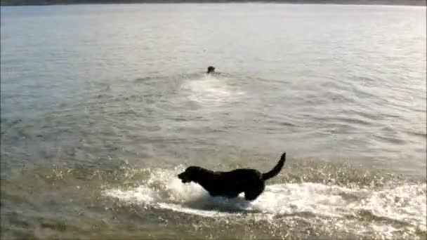 Kutyák a strandon — Stock videók