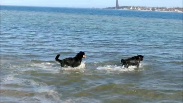 Cães na praia — Vídeo de Stock