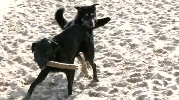 Honden op het strand — Stockvideo