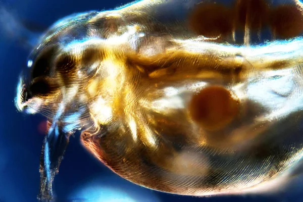 Water Flea — Stock Photo, Image