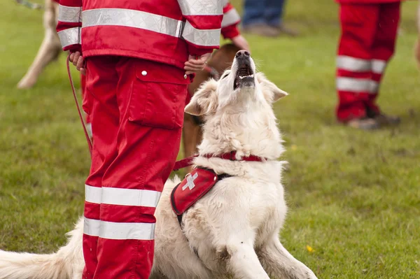 Esquadrão de resgate cão — Fotografia de Stock