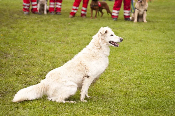 Squadrone per cani da salvataggio — Foto Stock