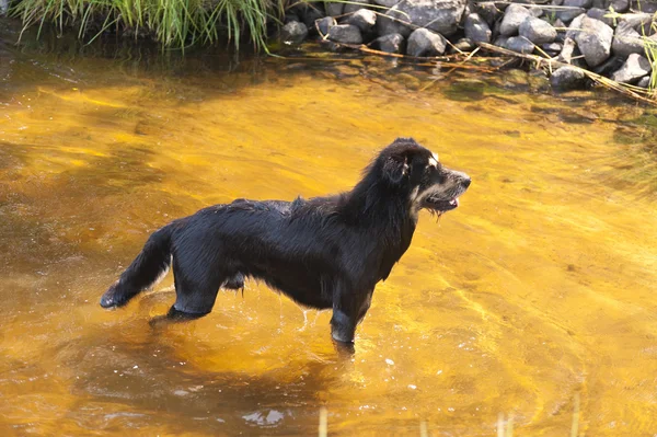 Zwemmen hond — Stockfoto