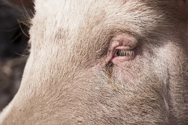 Pig on a Farm — Stock Photo, Image