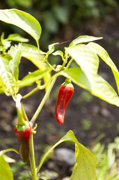 Pepper in a Garden — Stock Photo, Image