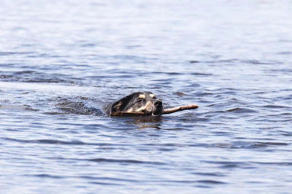 Zwemmen hond — Stockfoto