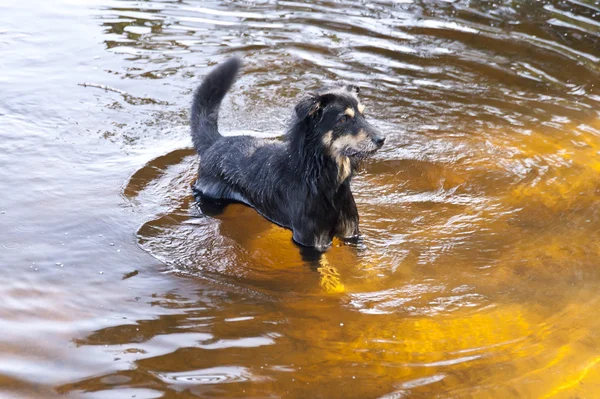 Zwemmen hond — Stockfoto