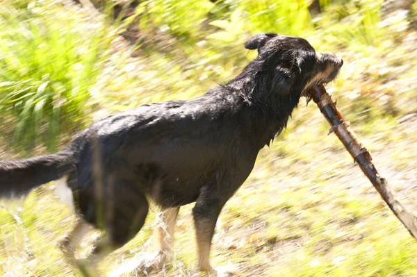 Zwemmen hond — Stockfoto