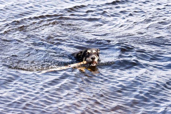 Bathing Dog — Stock Photo, Image