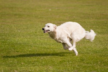 köpek Bahçesi
